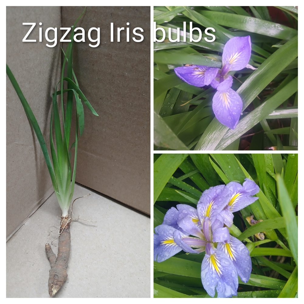 Zigzag Iris Bulbs with Purple Flowers Quantity 2